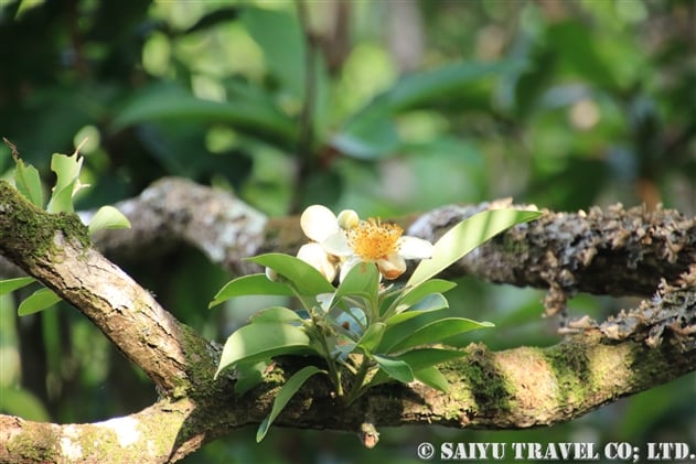 ムニンヒメツバキ 無人姫椿 Schima Mertensiana 世界の花だより