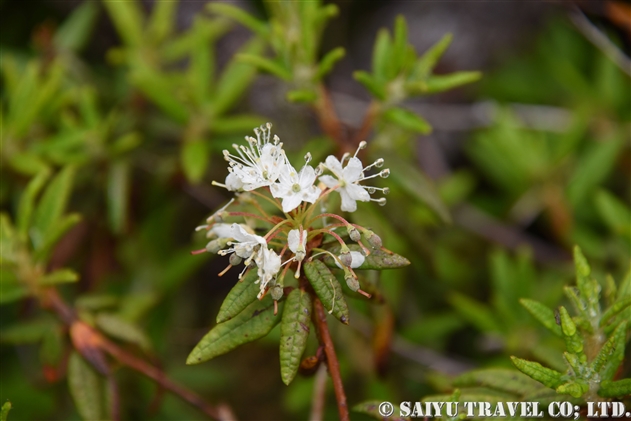 イソツツジ属 Ledum 世界の花だより