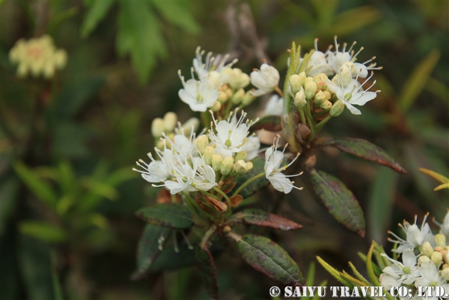 イソツツジ属 Ledum 世界の花だより