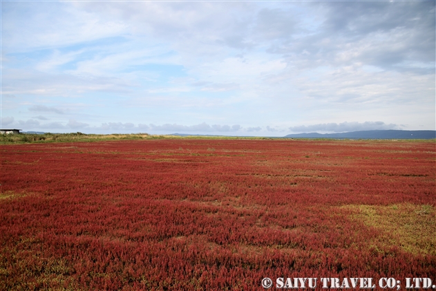 アッケシソウ属 Salicornia 世界の花だより