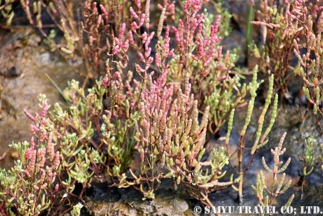 アッケシソウ属 Salicornia 世界の花だより