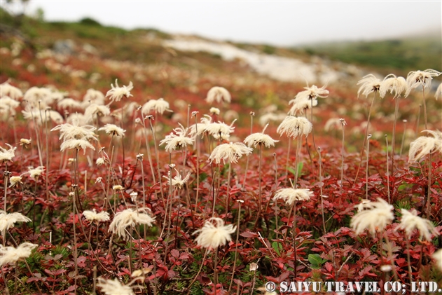 チングルマの穂 Sieversia Pentapetala 世界の花だより