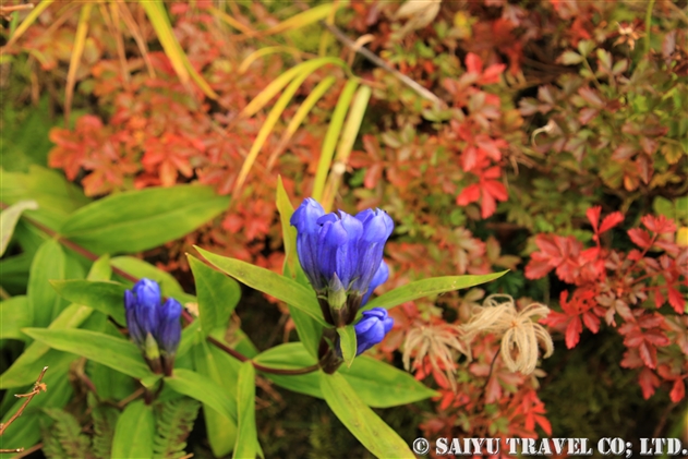 エゾオヤマリンドウ 蝦夷御山竜胆 Gentiana Triflora Var Japonica F Montana 世界の花だより