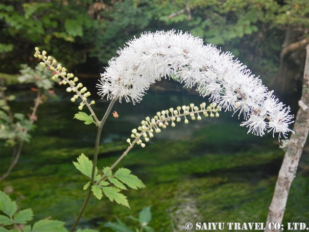 サラシナショウマ属 Cimicifuga 世界の花だより