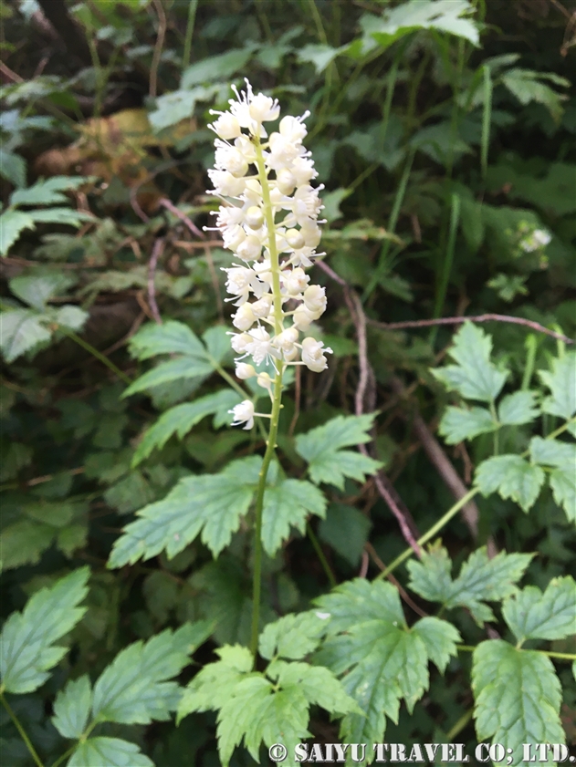 サラシナショウマ 晒菜升麻 更科升麻 Cimicifuga Simplex 世界の花だより