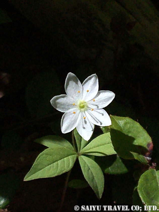 年12月 世界の花だより