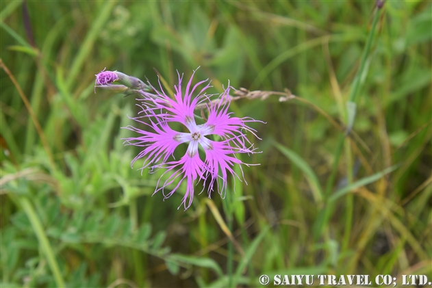 ナデシコ科（Caryophyllaceae） – 世界の花だより