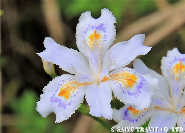 シャガ 射干 Iris Japonica 世界の花だより