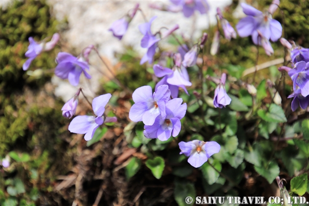 スミレ科 Violaceae 世界の花だより