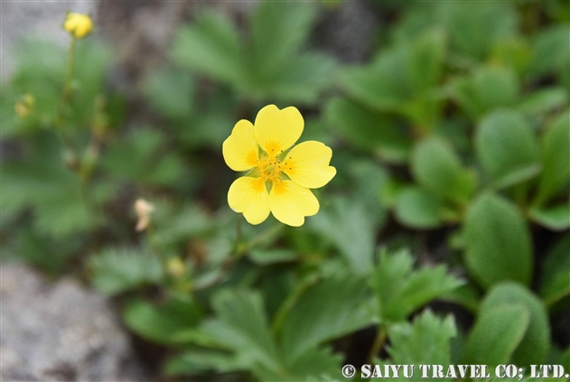 バラ科 Rosaceae 世界の花だより