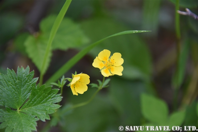 ミヤマキンバイ 深山金梅 Potentilla Matsumurae 世界の花だより