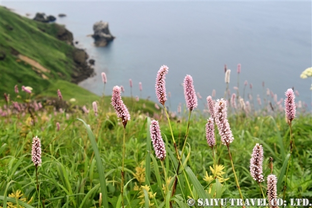 エゾイブキトラノオ 蝦夷伊吹虎の尾 Bistorta Officinalis Ssp Pacifica 世界の花だより