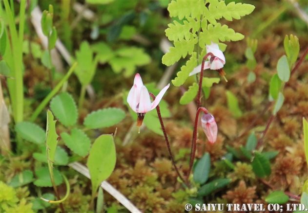 ツツジ科 世界の花だより