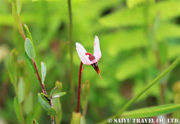 ツツジ科 世界の花だより