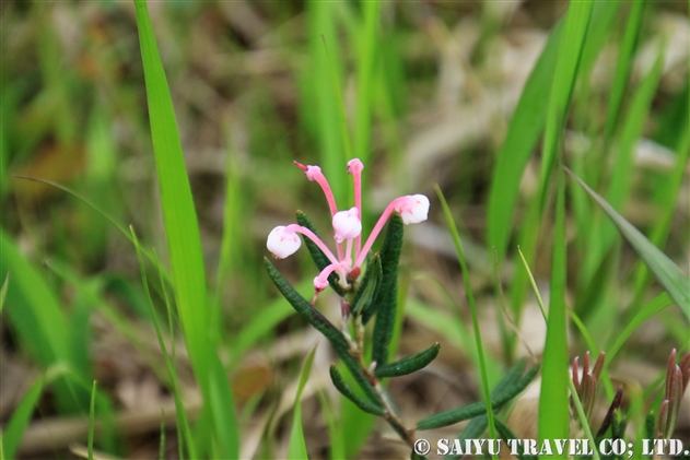 ヒメシャクナゲ 姫石楠花 Andromeda Polifolia 世界の花だより