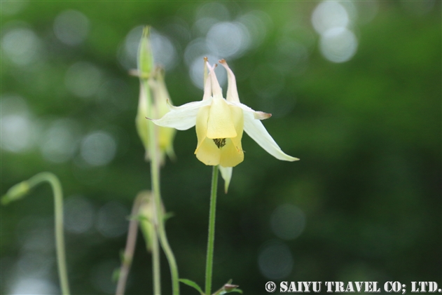 オダマキ属 Aquilegia 世界の花だより