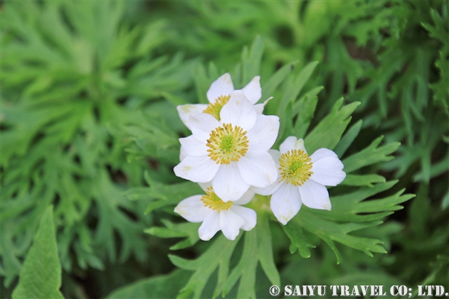 キンポウゲ科 世界の花だより