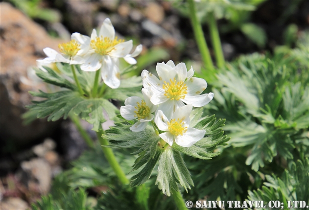 ハクサンイチゲ 白山一花 Anemone Narcissiflora 世界の花だより