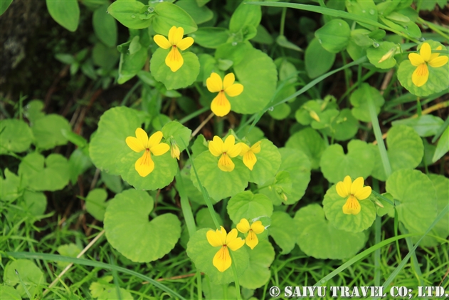 スミレ属 Viola 世界の花だより