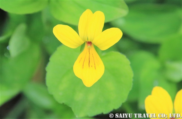 スミレ科 Violaceae 世界の花だより