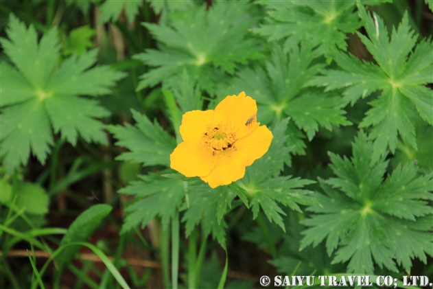 キンポウゲ科 世界の花だより