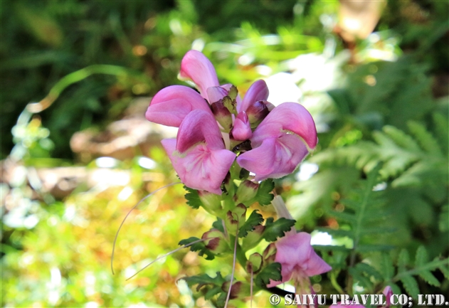 ヤクシマシオガマ 屋久島塩竃 Pedicularis Ochiaiana 世界の花だより