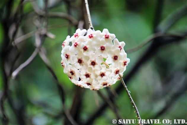 サクララン 桜蘭 Hoya Carnosa 世界の花だより