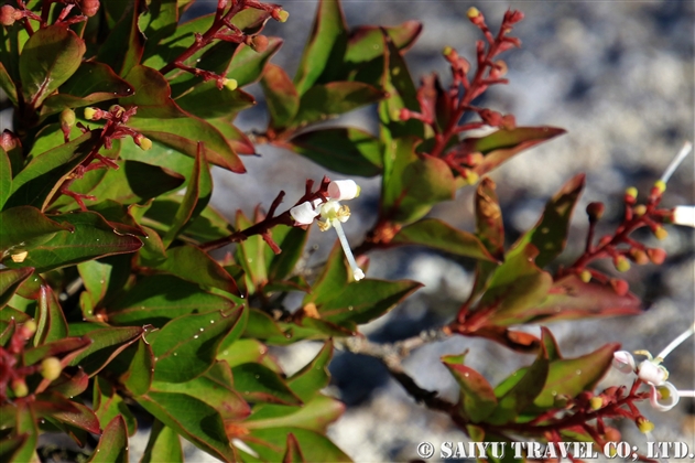 ヤクシマホツツジ 屋久島穂躑躅 Tripetaleia Paniculata F Paniculata 世界の花だより