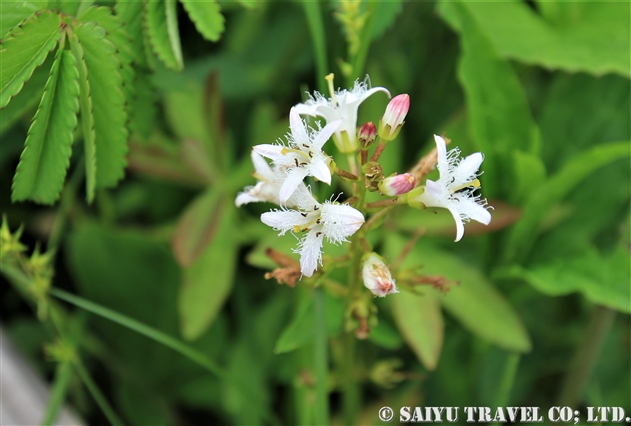 花咲く信州 水芭蕉やカタクリの群生地を巡る 世界の花だより