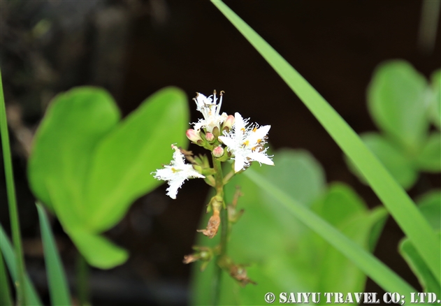 花咲く信州 水芭蕉やカタクリの群生地を巡る 世界の花だより