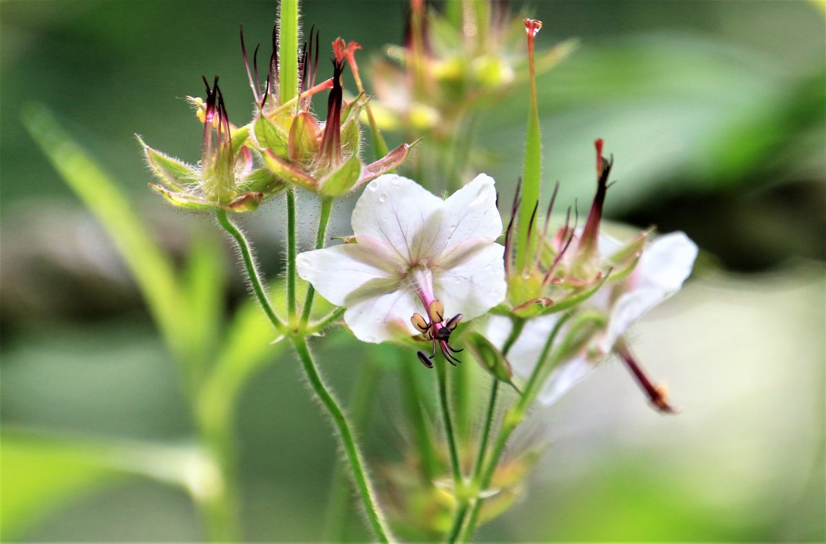 被子植物の種類