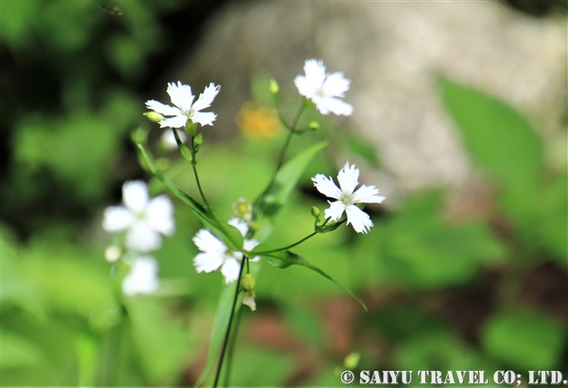 ナデシコ科 Caryophyllaceae 世界の花だより