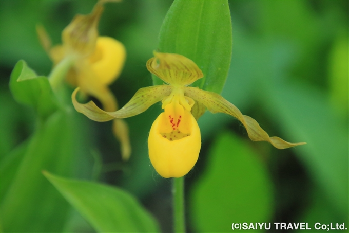 イエロー・レディース・スリッパー（Cypripedium parviflorum）