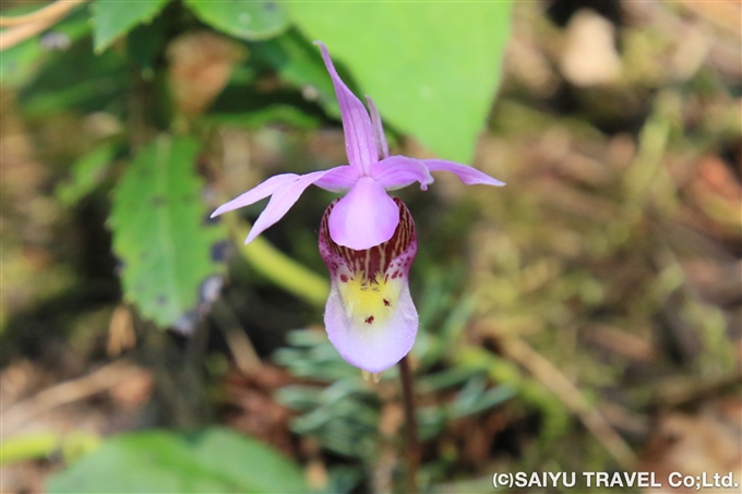 ヴィーナス・スリッパー（Calypso bulbosa）