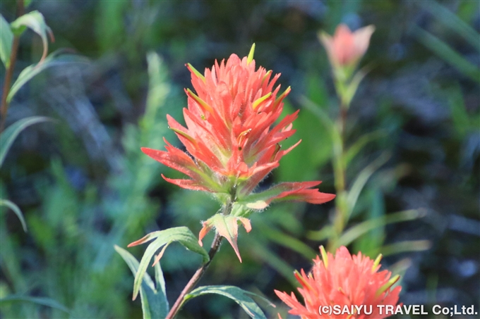 インディアン・ペイントブラシ（Castilleja miniata）