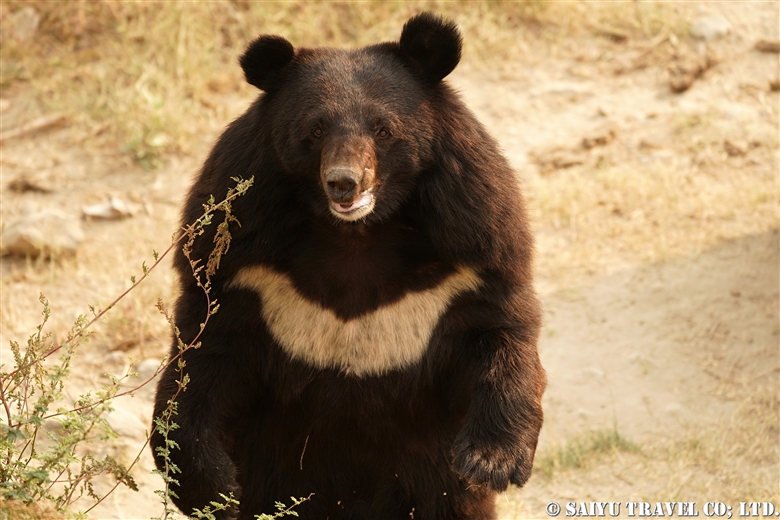 Balkasar Bear Sanctuary バルカサール ベアーサンクチュアリ 虐待されたクマたちの保護を Discover Pakistan