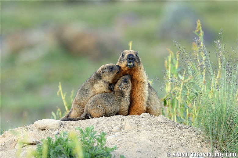 Long-Tailed Marmot in the Summer (Deosai National Park) - Re:Discover  Pakistan