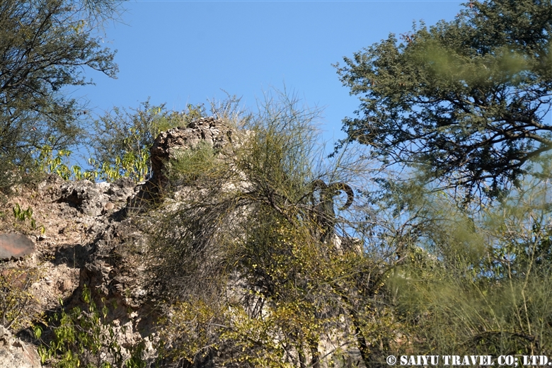 Punjab Urial (salt Range) – Re:discover Pakistan