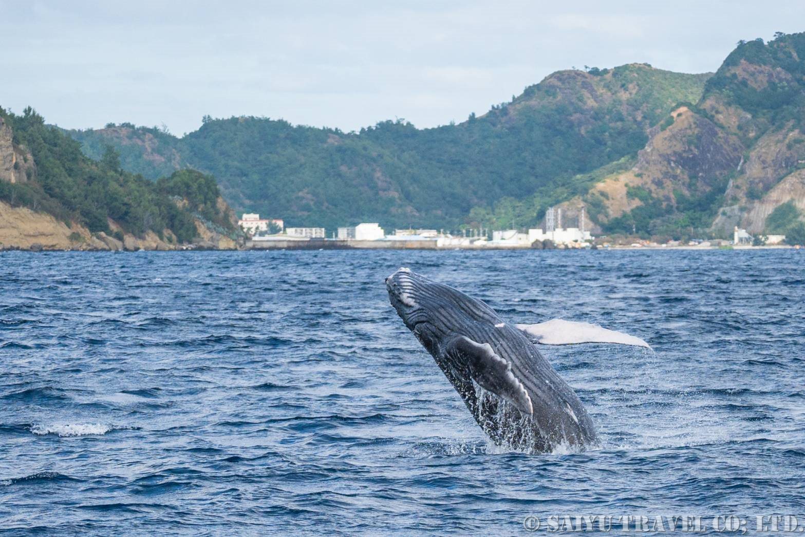 小笠原諸島でザトウクジラのホエールウォッチング 添乗員ツアーレポート 西遊旅行