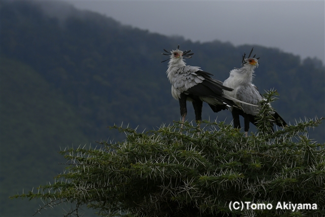 猛禽類 ワシ タカ Wildlife Photo Journal 動物スペシャリスト 秋山知伸