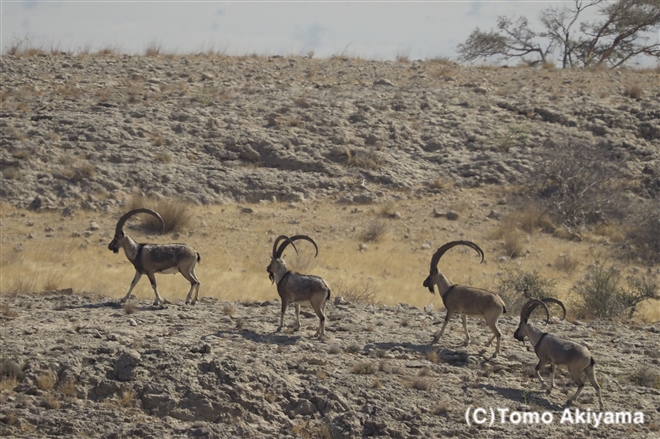 パサン シンドアイベックス Wild Goat Wildlife Photo Journal 動物スペシャリスト 秋山知伸