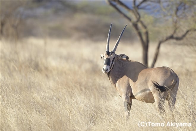 178 フサミミオリックス Fridge Eared Oryx Wildlife Photo Journal 動物スペシャリスト 秋山知伸