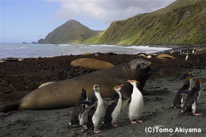 ロイヤルペンギン Wildlife Photo Journal 動物スペシャリスト 秋山知伸