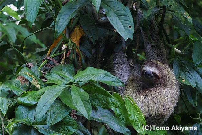 ミユビナマケモノ Wildlife Photo Journal 動物スペシャリスト 秋山知伸