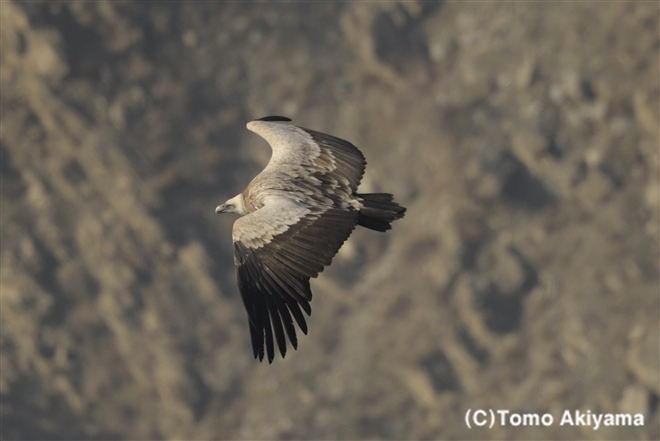 鳥 Wildlife Photo Journal 動物スペシャリスト 秋山知伸