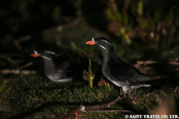 Bird watching in Hokkaido - ワイルドライフ Wildlife ～世界の野生動物観察日記～