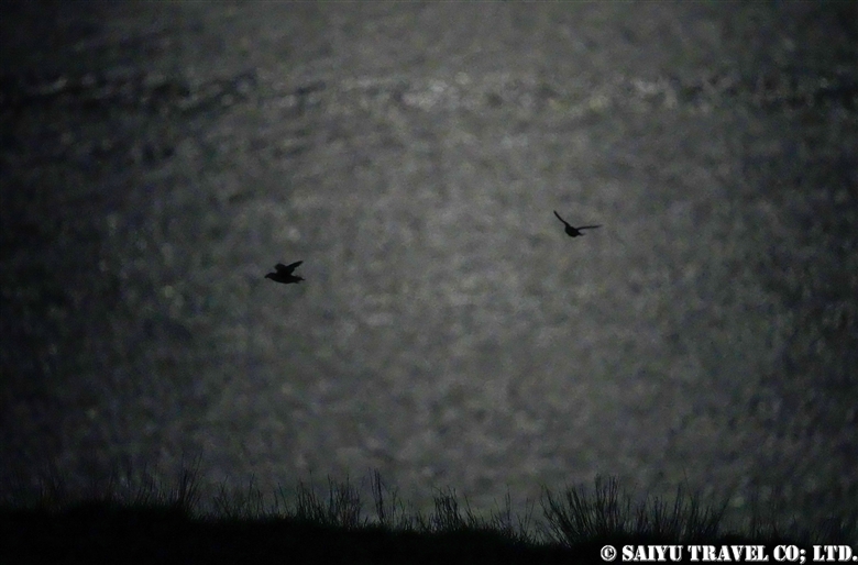 Bird watching in Hokkaido - ワイルドライフ Wildlife ～世界の野生動物観察日記～