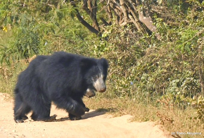 ナマケグマ