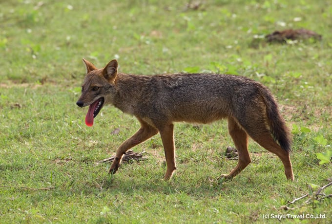 水の中から顔を出した水牛とインドアカガシラサギ（ヤーラ国立公園）