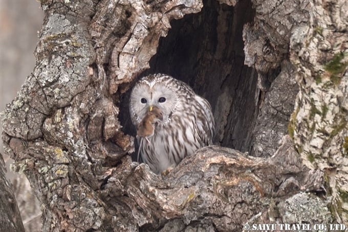 Ezo Ural owl - Wildlife of Japan｜Saiyu Travel